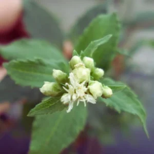 Premium Mexican Dream Herb Calea ternifolia for traditional digestive wellness and fever support