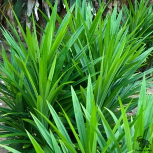 Organic dried pandan leaves from Sri Lanka in traditional woven basket on wooden kitchen surface