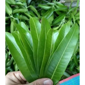 Organic Mango Leaves Mangifera indica from Sri Lanka for diabetes and digestive support