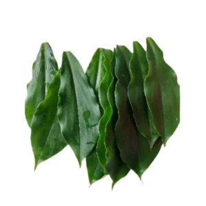 Organic Insulin Plant Leaves Powder Costus igneus Thebu for natural blood sugar management