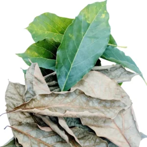 Premium dried avocado leaves from Sri Lanka in woven basket with fresh avocado on wooden surface