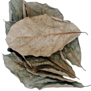Premium dried avocado leaves from Sri Lanka in woven basket with fresh avocado on wooden surface