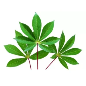 Dried organic cassava leaves from Sri Lanka - natural superfood with complete plant protein