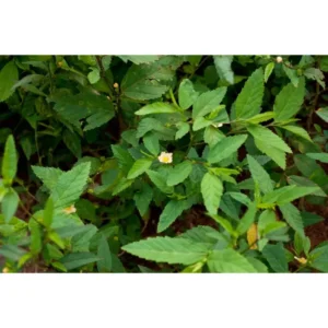 Organic Sida Acuta Whole Plant Bala for traditional respiratory and digestive wellness