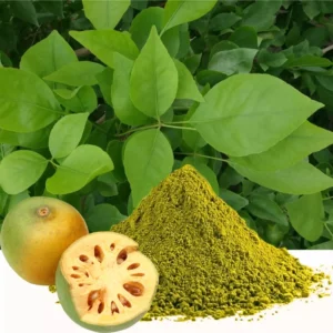 Organic Indian Bael Leaves Aegle Marmelos Bilva Patra for Ayurvedic diabetes support