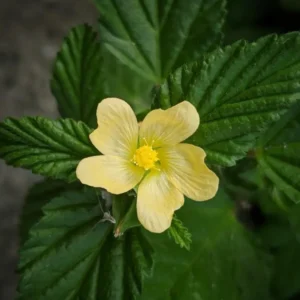 Organic Sida Acuta Whole Plant Bala for traditional respiratory and digestive wellness