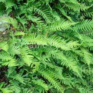 Premium Kalawalla herb Polypodium leucotomos for traditional immune and skin health support