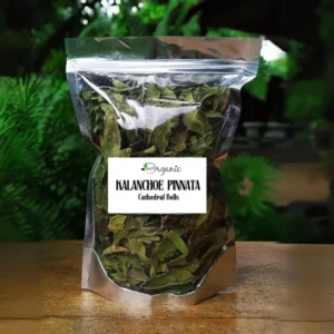 Jamaican Life of Leaf dried tea cuts miracle leaf bryophyllum pinnatum Caribbean herbs