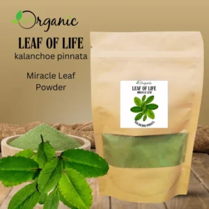 Premium organic Leaf of Life herb Bryophyllum pinnatum for traditional healing and wellness