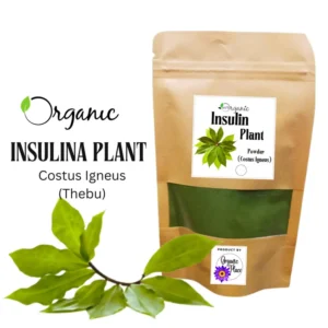 Premium organic Insulina Plant Costus igneus leaves for traditional blood sugar support