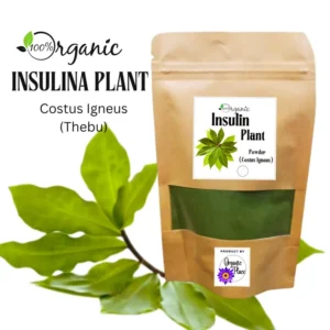 Premium organic Insulina Plant Costus igneus leaves for traditional blood sugar support