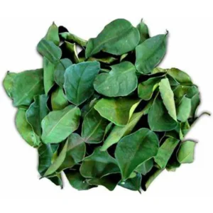 Premium dried Kaffir lime leaves from Sri Lanka for authentic Asian cuisine and wellness