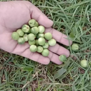 Premium Turkey Berry Solanum torvum from Sri Lanka for traditional cooking and wellness