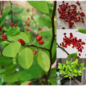 Ayurvedic Erythroxylum coca seeds organic from Ceylon