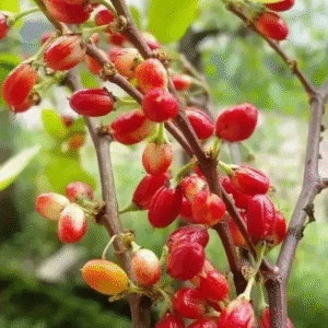 Ayurvedic Erythroxylum coca seeds organic from Ceylon
