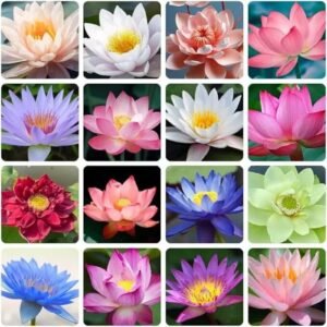 Sacred Lotus Nelumbo nucifera seeds mix pack