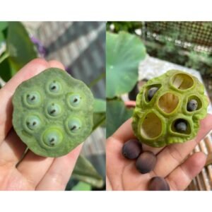 Sacred Lotus Nelumbo nucifera seeds mix pack